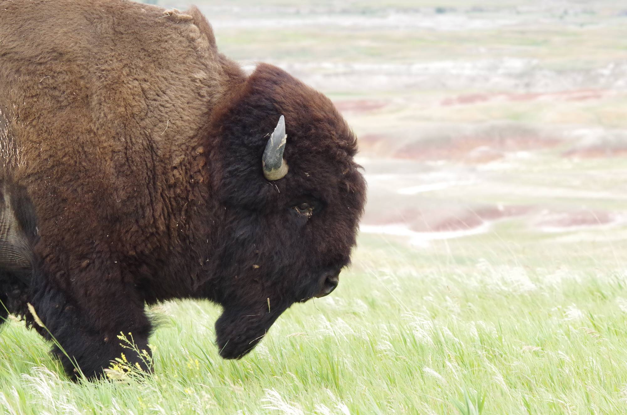 an american bison walking through a field of grass