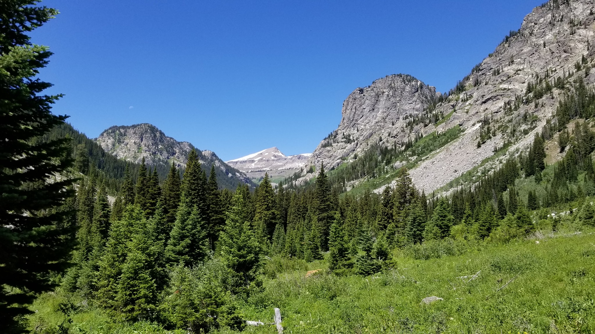 a mountain range above a forest