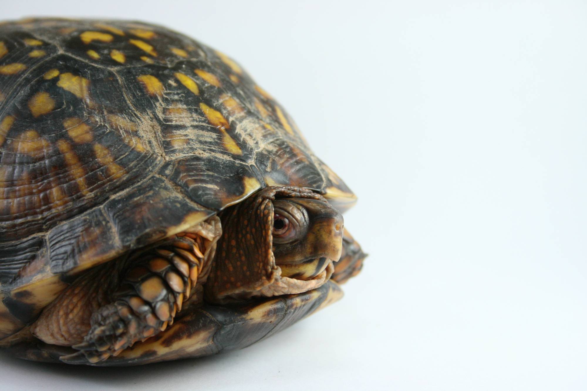 a turtle peeking out from its shell