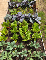growing veggies in the Food Pantry garden