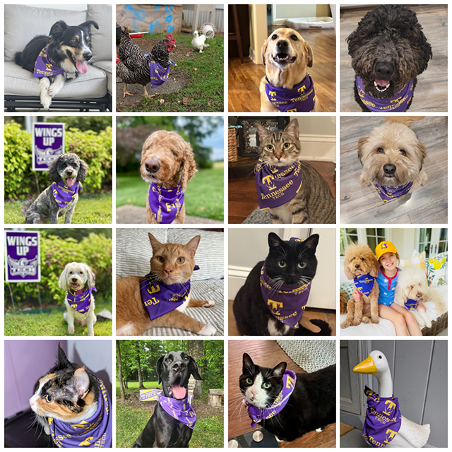 A collage of pet's wearing TN Tech branded bandanas.